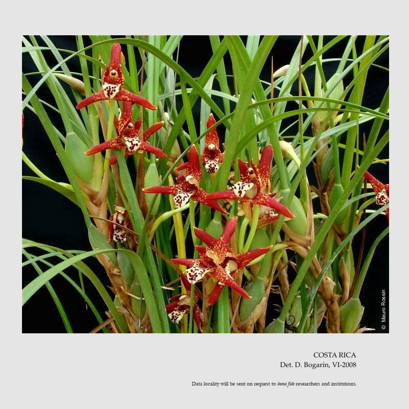 Maxillariella tenuifolia